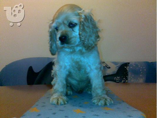 PoulaTo: Αμερικανικος Κόκερ Σπάνιελ 350 euro